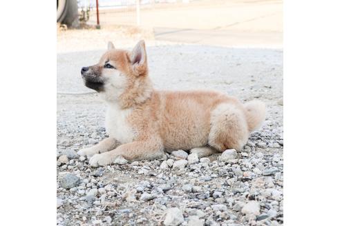 成約済の愛知県の柴犬-119697の2枚目